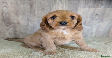 Cavapoo dogs Adorable Cavapoo Puppies Ready for thier new home - Advert 3