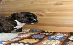 Staffordshire Bull Terrier dogs for sale: Female Staffordshire Bull Terrier Pups - Image 4