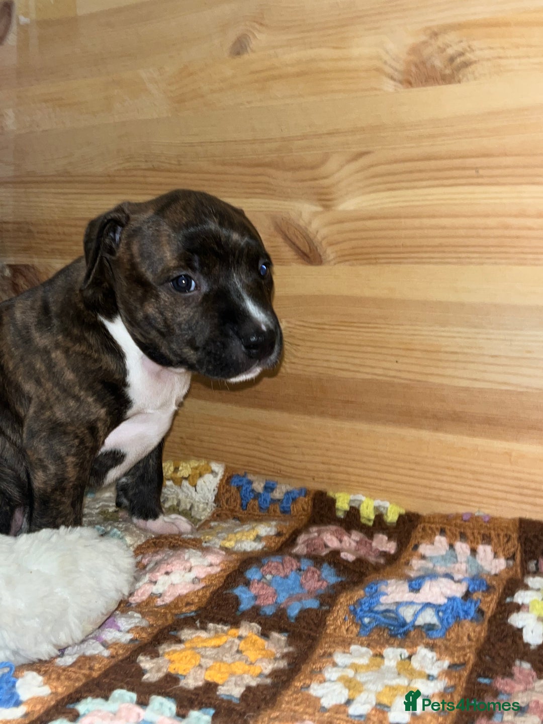 Staffordshire Bull Terrier dogs for sale: Female Staffordshire Bull Terrier Pups - Image 4