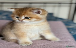 British Shorthair cats for sale: Ready now golden BSH - Image 19