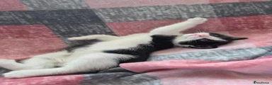Mixed Breed Kitten 2