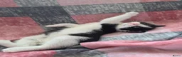 Mixed Breed cats for sale: Adorable Kittens Looking for Loving Homes  - Advert 13