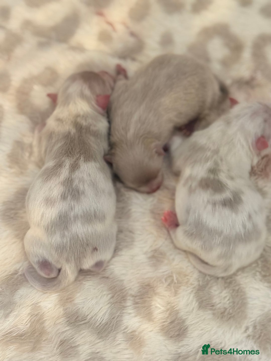 Pomeranian dogs for sale: Small & Fluffy Pomeranian Puppies Ready to Reserve - Advert 4