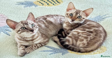 Bengal cats - Advert 6