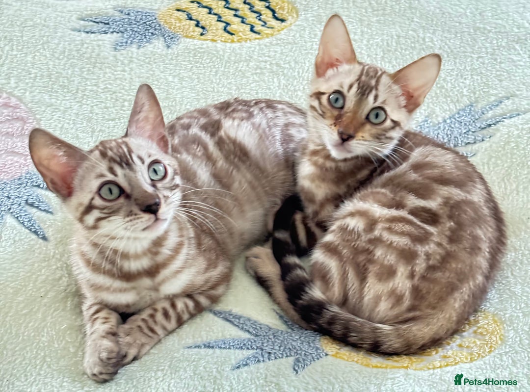 Bengal cats for sale: 🖤 TICA REGISTERED 🔥 ONLY 1 LEFT 🩶  - Image 9