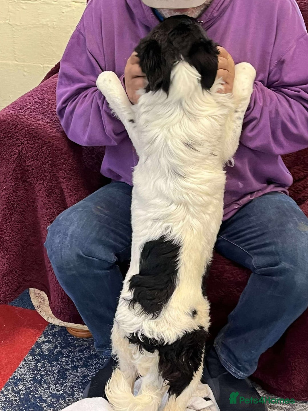 Mixed Breed dogs for adoption: MARNIE - Advert 5