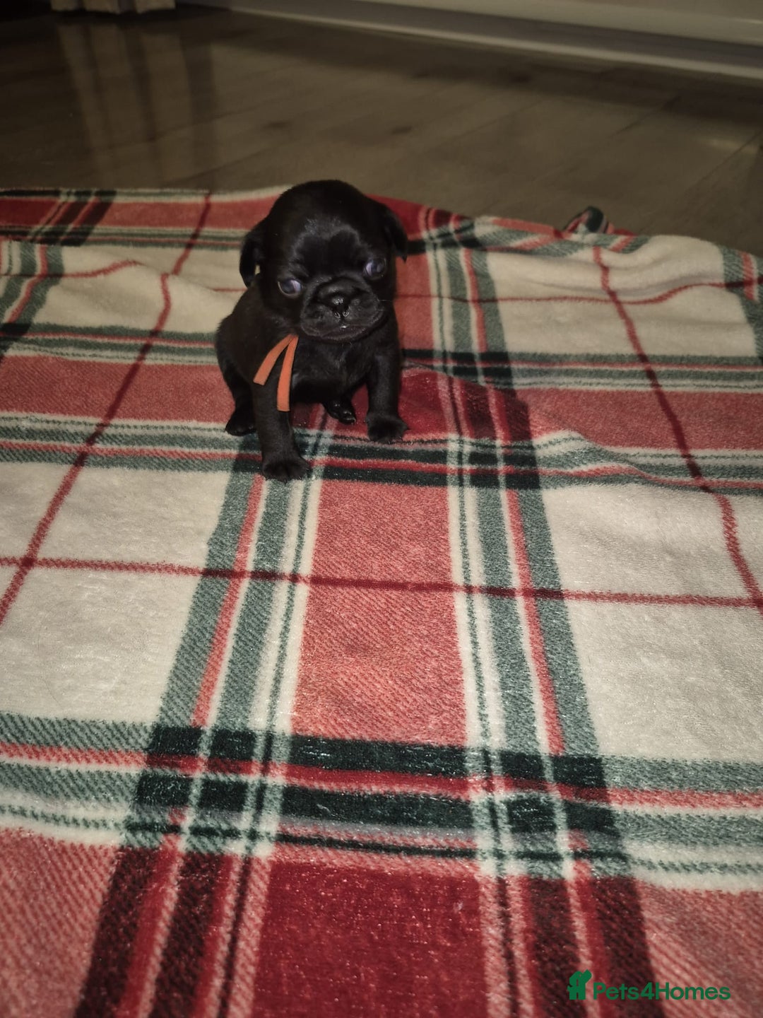 Pug dogs for sale: Pug puppies 🐶  - Image 12