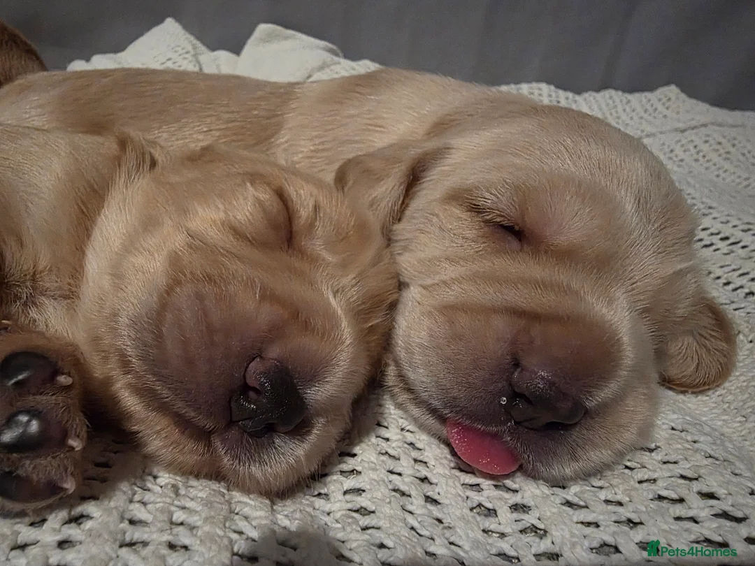 Cocker Spaniel dogs for sale: Cocker Spaniel X Pups  - Advert 9