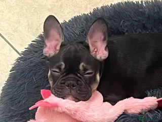 French Bulldog dogs 12 week old French bulldog male - Advert 4