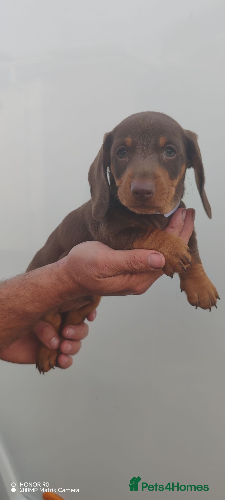 Dachshund dogs Last boy Available Pra Clear Minature Daushaund  - Advert 2
