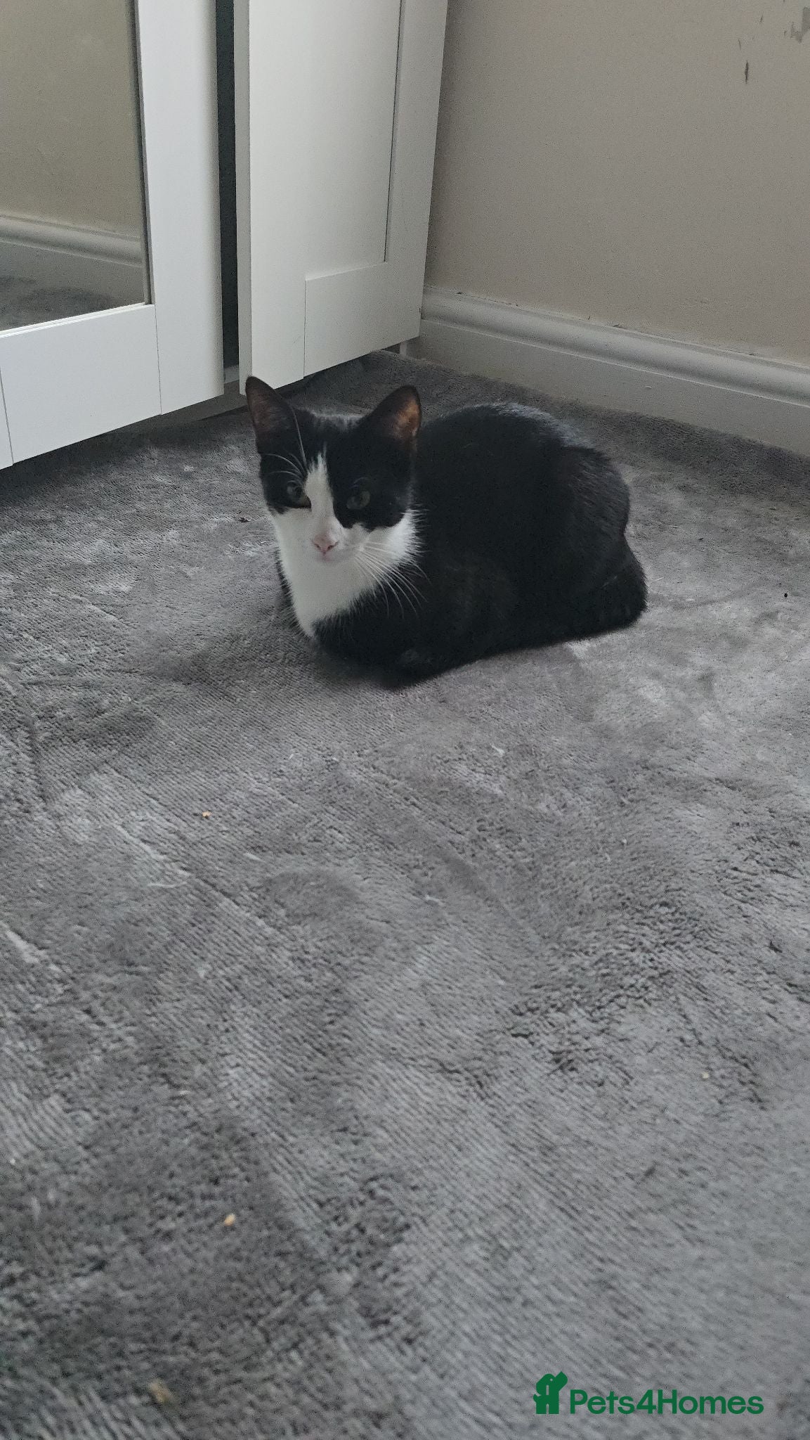 Domestic Shorthair cats Playful kittens - Advert 3