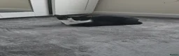 Domestic Shorthair cats for sale: Playful kittens in Rugby - Advert 1