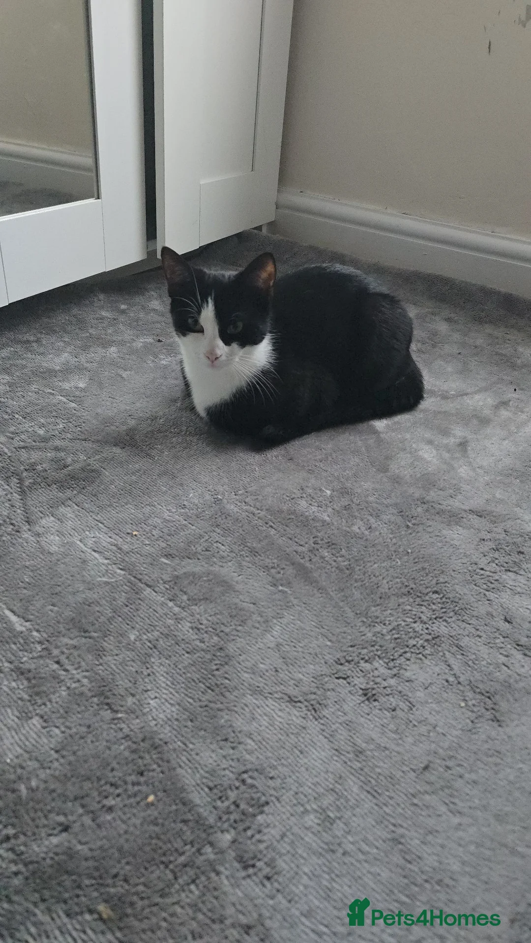 Domestic Shorthair cats for sale: Playful kittens in Rugby - Advert 1