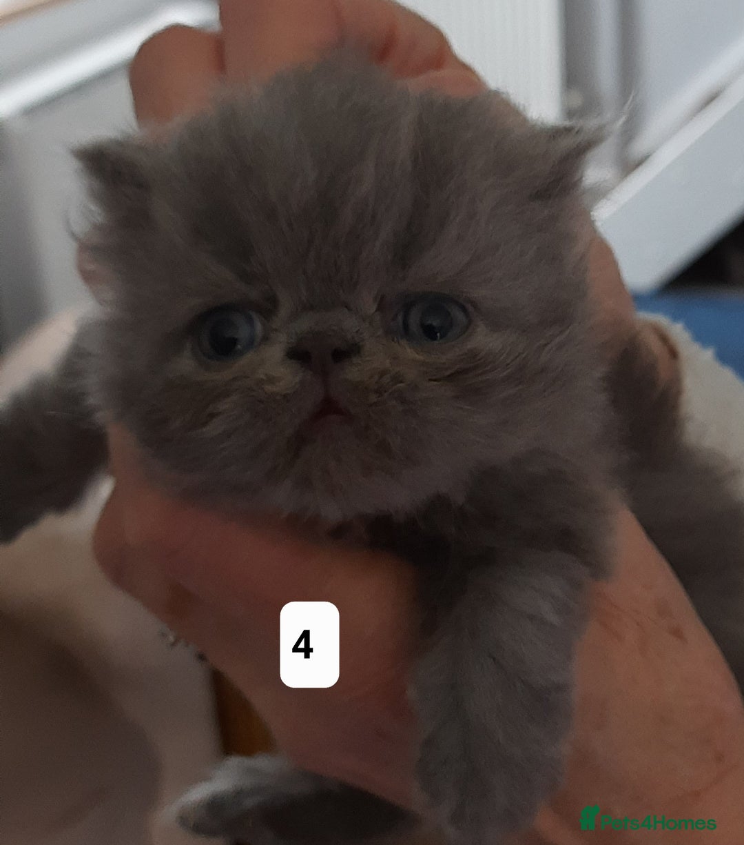 Persian cats for sale: GCCF Registered Persian kittens  - Advert 6