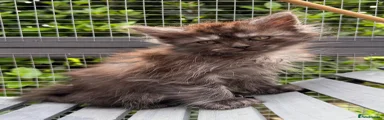 Mixed Breed Kitten 1