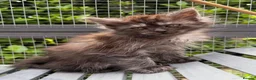 Mixed Breed cats for sale: Beautiful Maine Coon Cross Female Kittens - Advert 4
