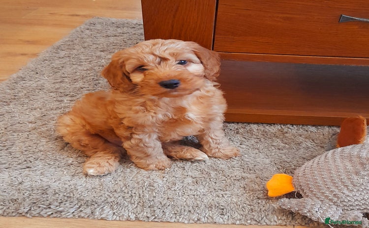 Cockapoo dogs - Advert 2