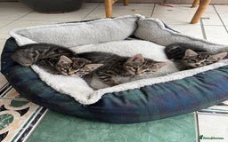 European cats for sale: 3 lovely girls  - Image 2