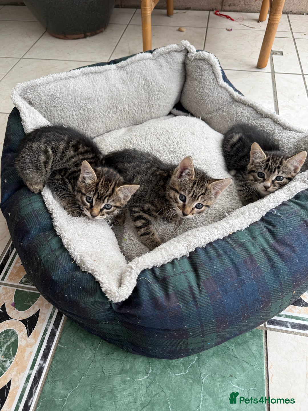 European cats for sale: 3 lovely girls  - Image 2