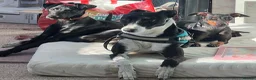 Mixed Breed dogs for sale: Manchester Terrier cross Lurcher beautiful puppy in Barnsley - Advert 4