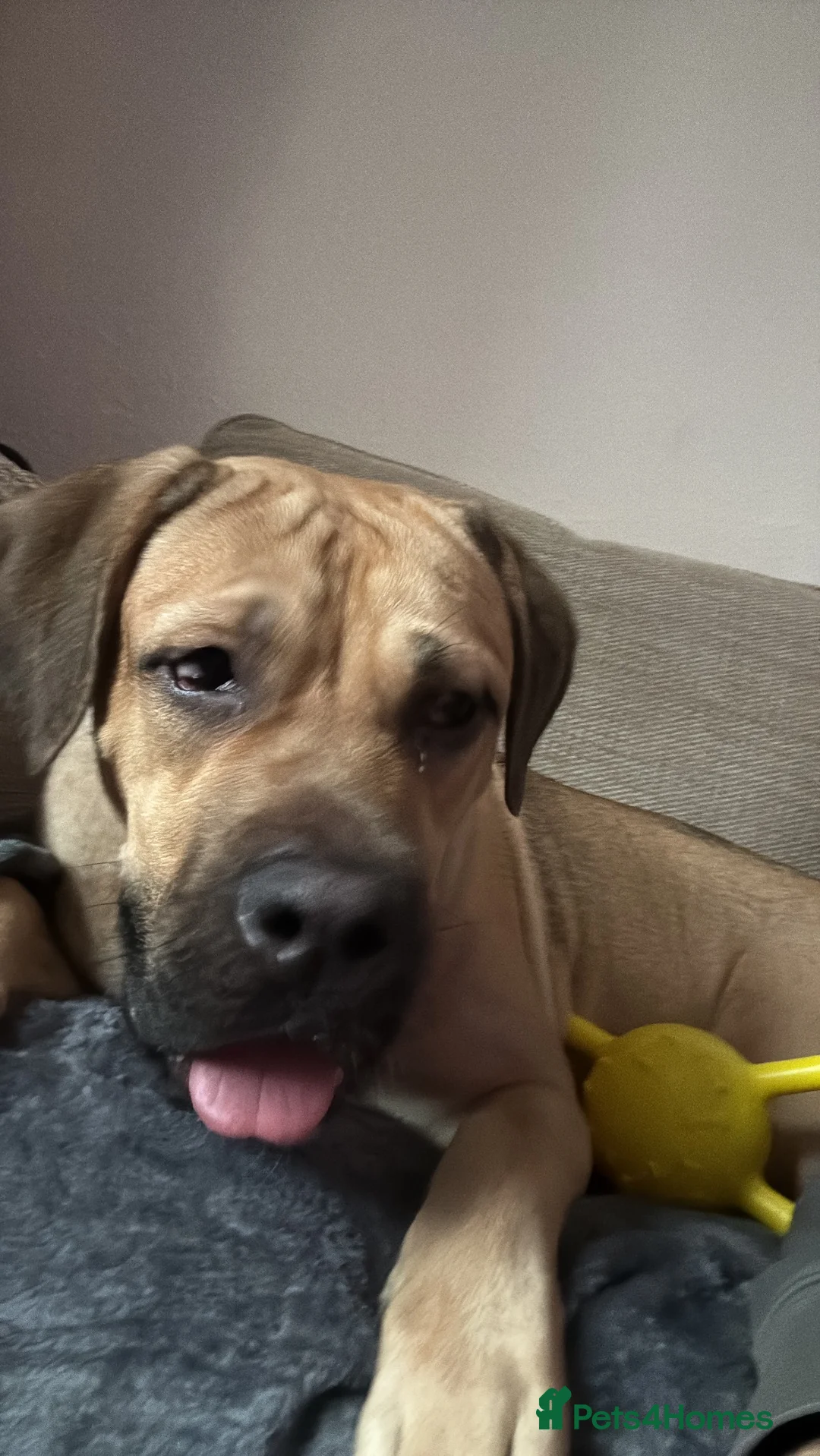 Mixed Breed dogs for sale: Urgent rehoming in Leicester - Advert 5