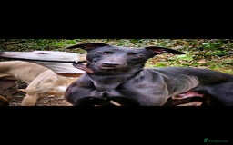 Whippet dogs for sale: Whippet litter - Image 7