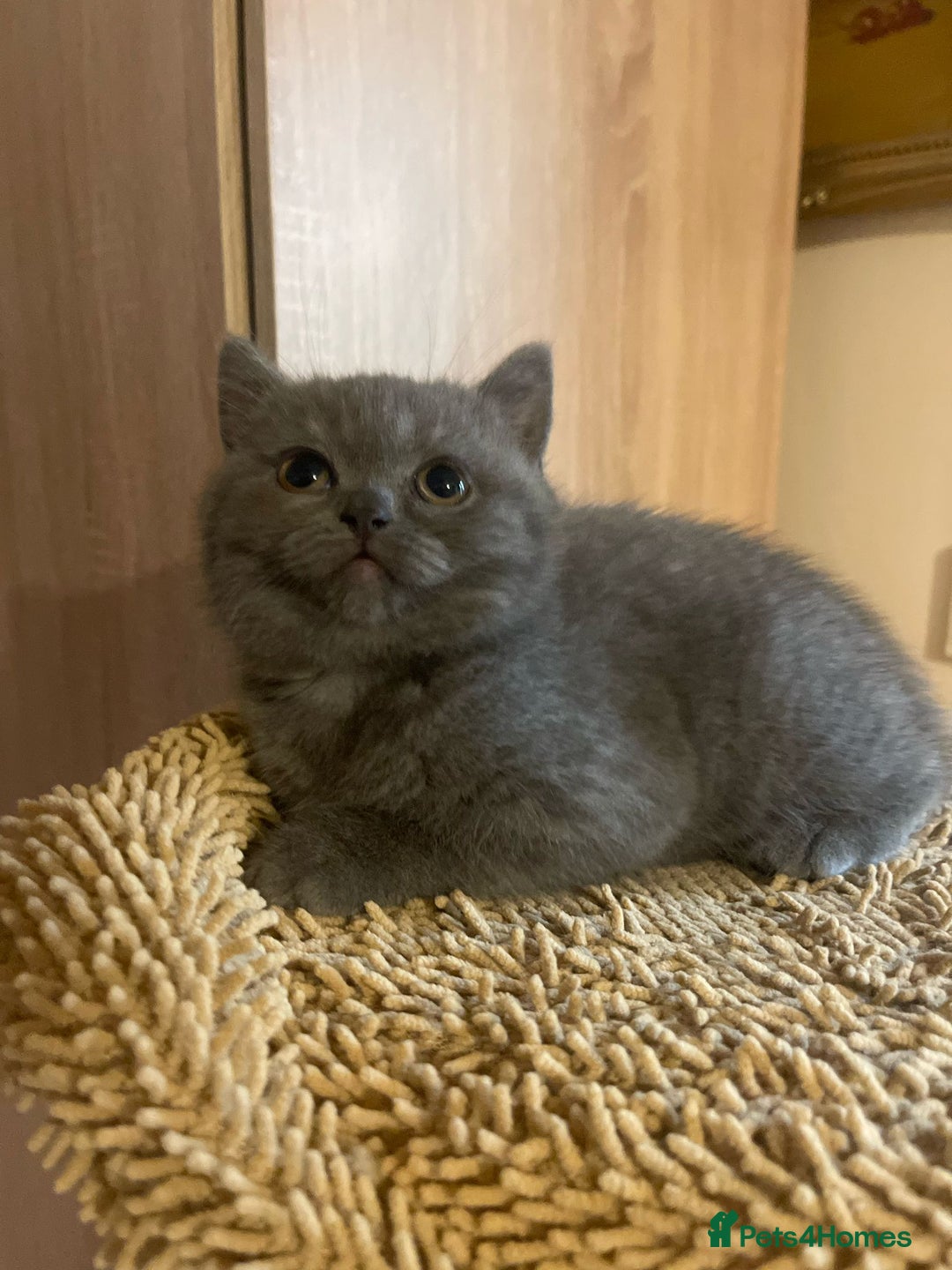 British Shorthair cats for sale: Purebred  British shorthair kittens  - Advert 11