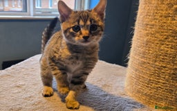 Savannah cats for sale: Gorgeous wee Savannah female (SBT) - Image 4