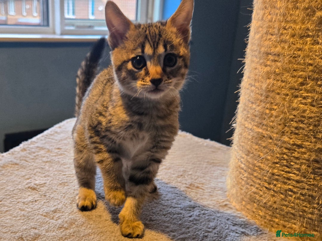 Savannah cats for sale: Gorgeous wee Savannah female (SBT) - Image 4