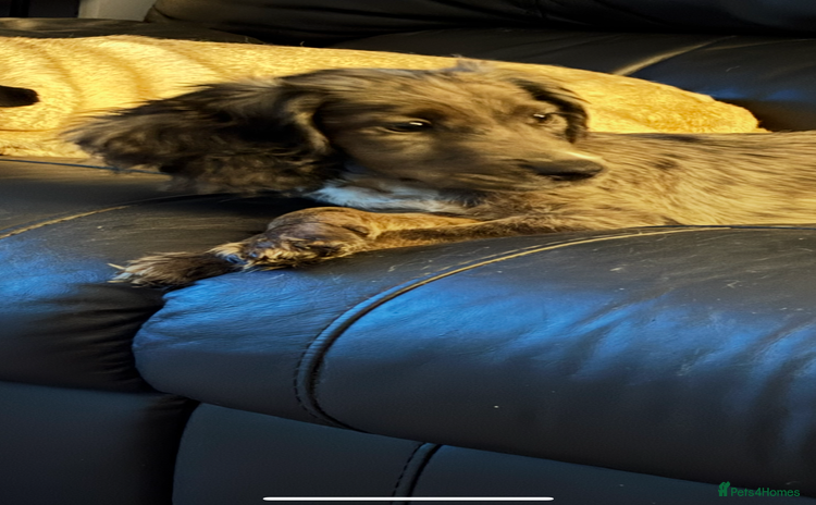 Cocker Spaniel dogs in Gravesend - Advert 4