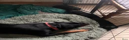 Rottweiler dogs for sale: KC registered Rottweiler puppies for sale  - Advert 9