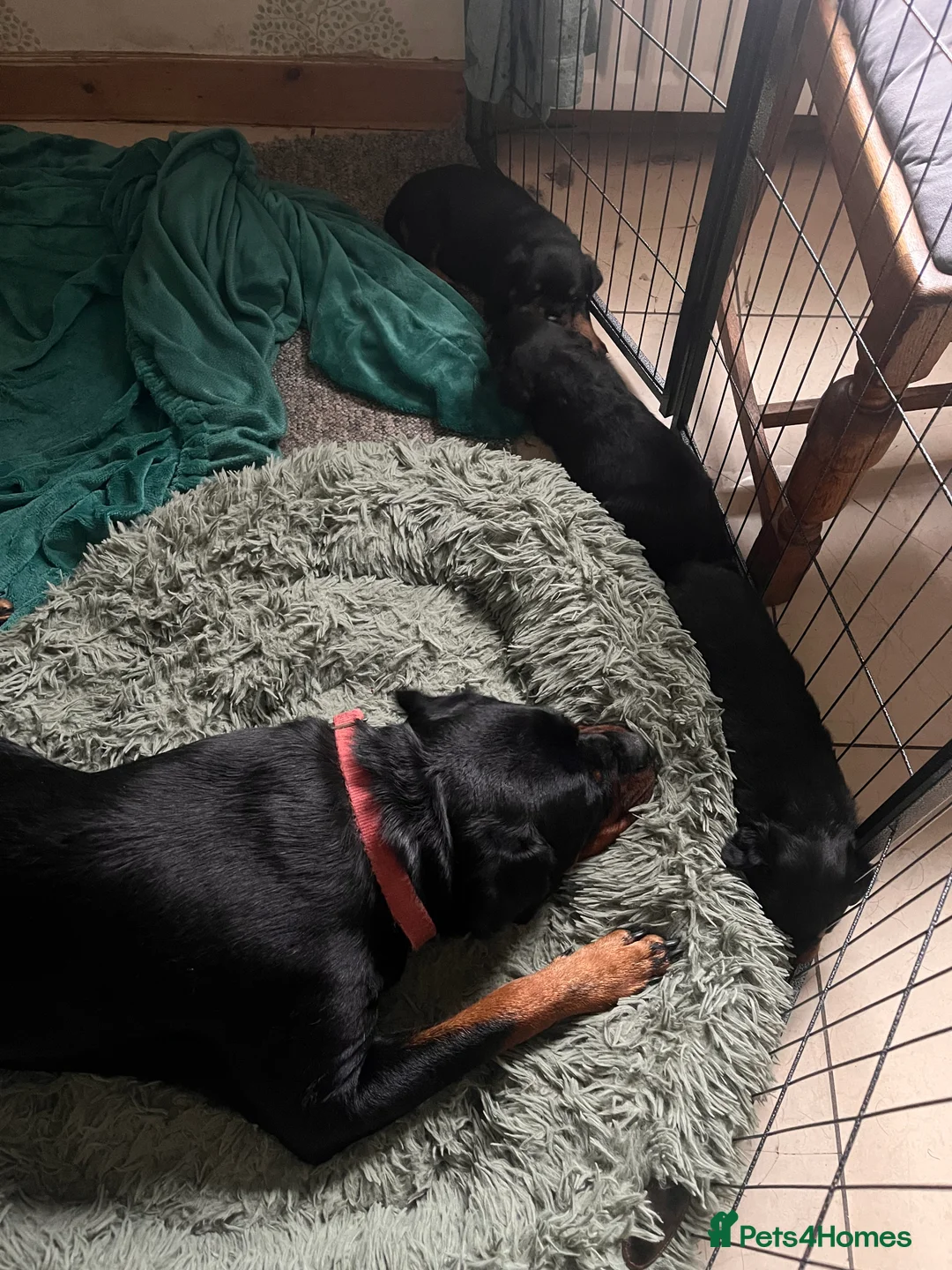 Rottweiler dogs for sale: KC registered Rottweiler puppies for sale  - Advert 9
