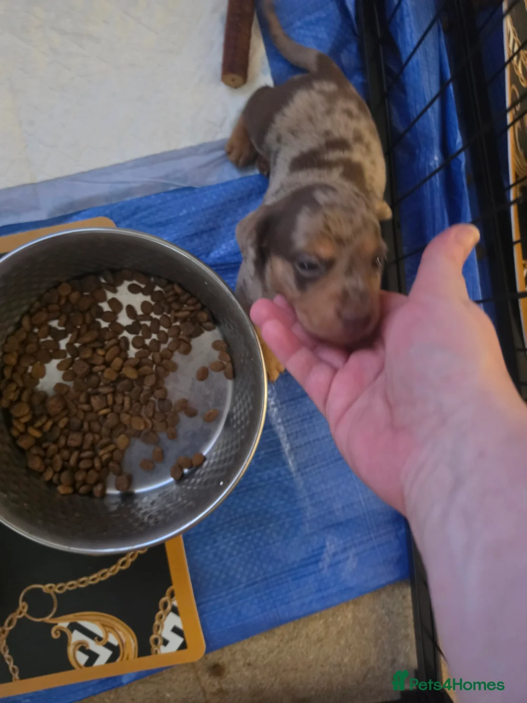 Miniature Dachshund dogs for sale: Minature dachshund Puppies - Advert 10