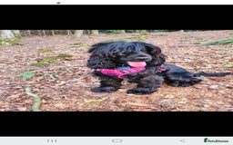Cocker Spaniel dogs for sale: Show type Cocker Spaniels  - Image 5