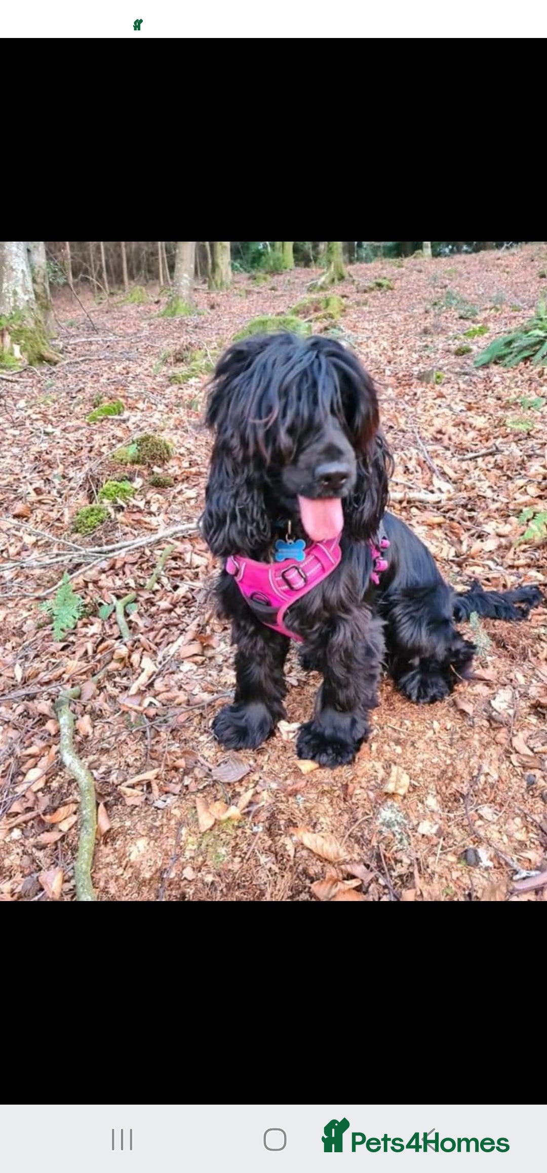 Cocker Spaniel dogs for sale: Show type Cocker Spaniels  - Image 5