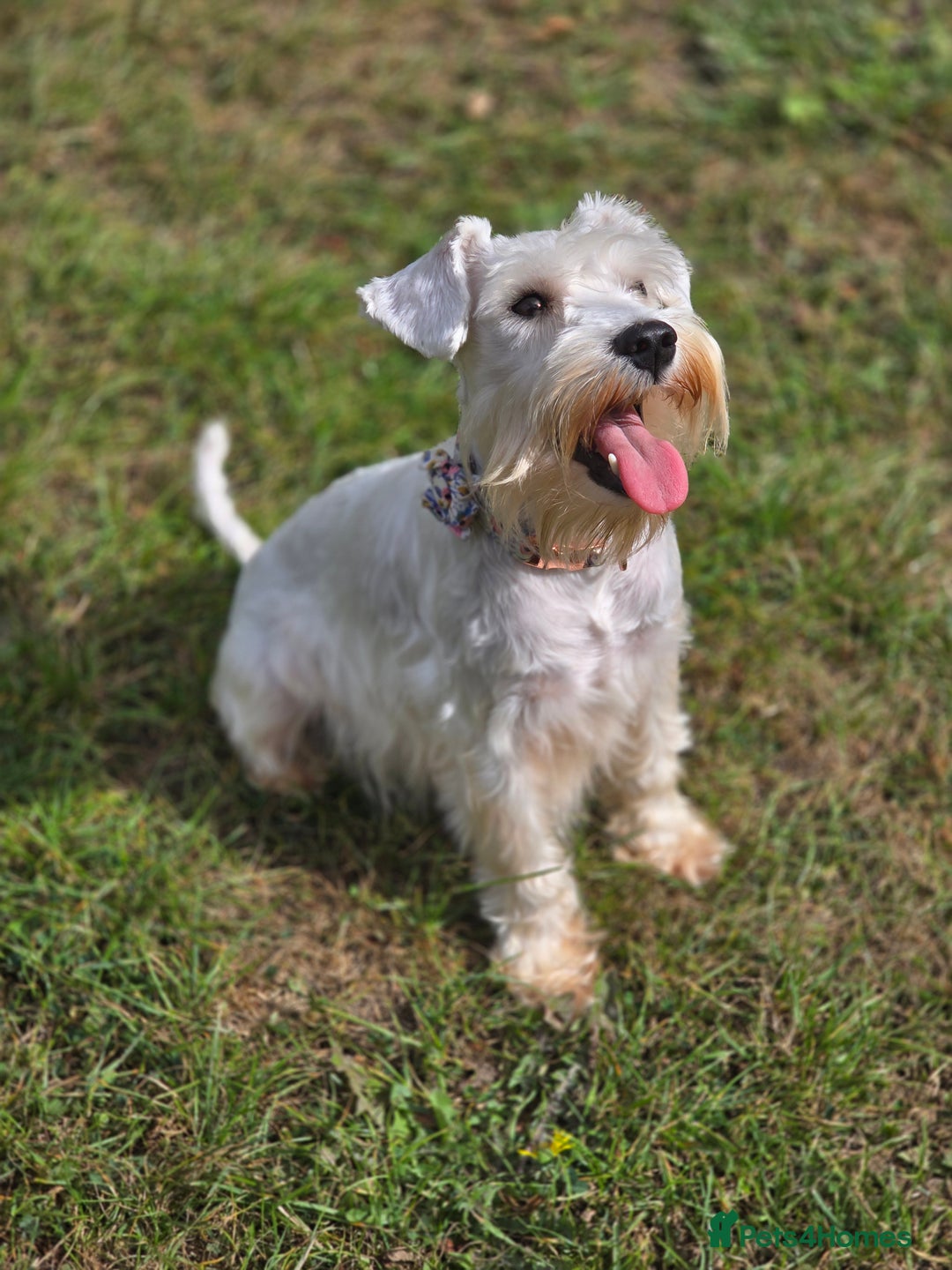 Miniature Schnauzer dogs for sale: Miniature Schnauzer Puppies - Image 3