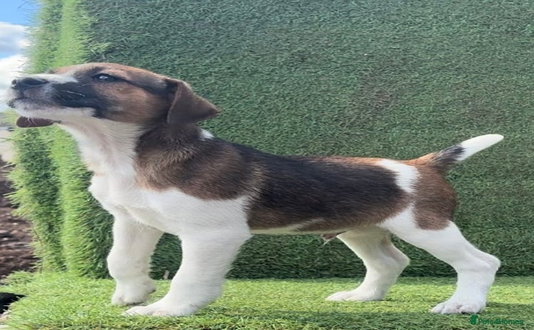 Jack Russell dogs - Advert 1