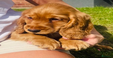 Cocker Spaniel dogs - Advert 1