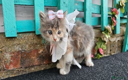 British Longhair cats for sale: Famle - Image 3