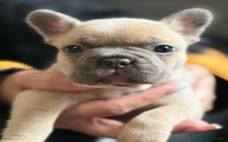 French Bulldog dogs for sale: Well bred French Bulldog Puppies  - Image 22