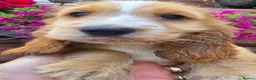 Cocker Spaniel dogs for sale: Show type Cocker spaniels  - Advert 15