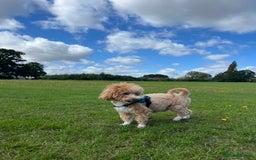 Maltipoo dogs for sale: Beautiful F1B Toy Size Maltipoo Puppies - Image 23