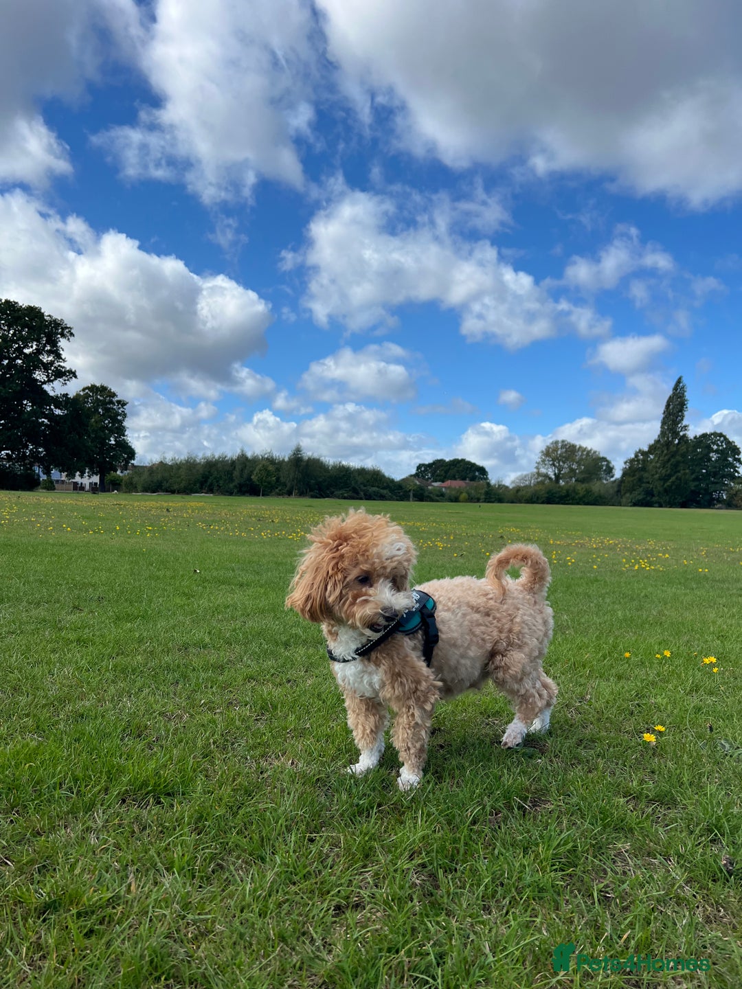 Maltipoo dogs for sale: Beautiful F1B Toy Size Maltipoo Puppies - Image 23