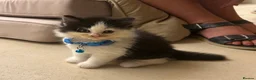 British Shorthair cats for sale: beautiful british shorthair and longhair kittens  - Advert 23