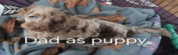 Cockapoo dogs for sale: F2b Cockapoo puppies health tested parents  - Advert 5