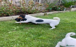 Jack Russell dogs for sale: Jack Russell terrier puppies - Image 15
