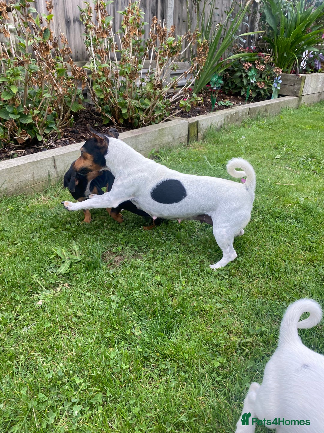 Jack Russell dogs for sale: Jack Russell terrier puppies - Image 15