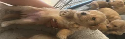 Maltipoo dogs for sale: Easy dog in Leigh-on-Sea - Advert 16