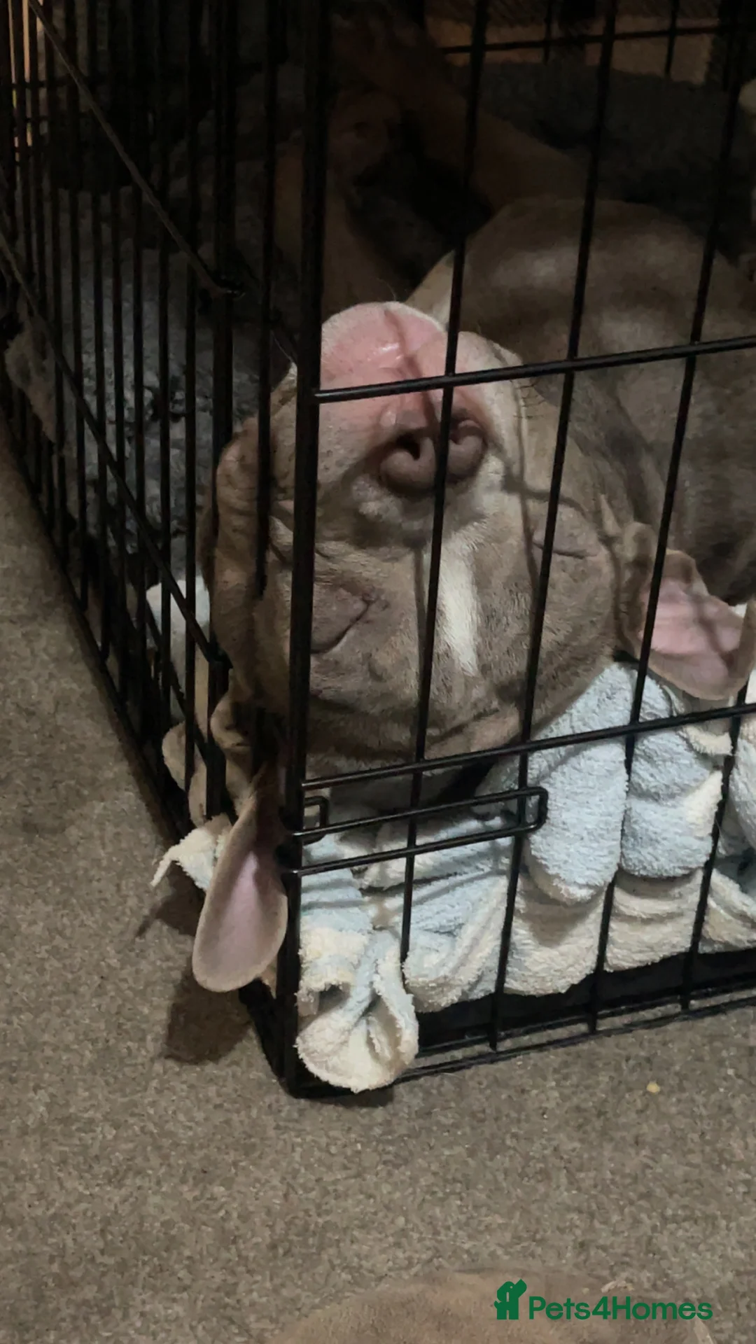 Mixed Breed dogs for sale: Narla  - Advert 4