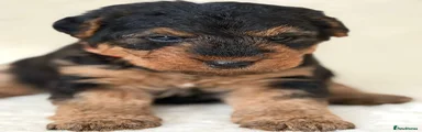 Welsh Terrier 1